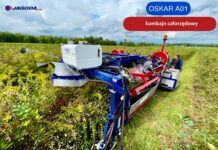 Porzeczka – sadzenie, uprawa, cięcie oraz pielęgnacja