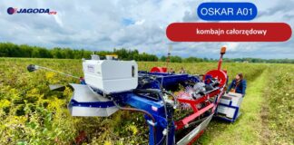 Porzeczka – sadzenie, uprawa, cięcie oraz pielęgnacja