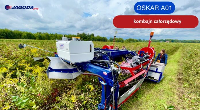 Porzeczka – sadzenie, uprawa, cięcie oraz pielęgnacja