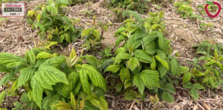 Nawożenie malin – nowe możliwości