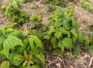 Nawożenie malin – nowe możliwości