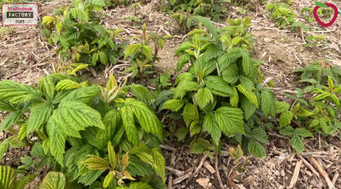 Nawożenie malin – nowe możliwości