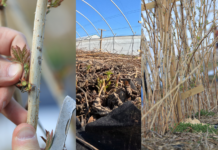 Zgoda KE na pomoc dla producentów malin