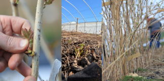 Zgoda KE na pomoc dla producentów malin