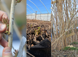 Zgoda KE na pomoc dla producentów malin