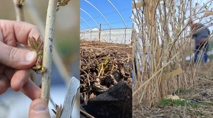 Zgoda KE na pomoc dla producentów malin