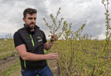 O dobre plonowanie i zaopatrzenie borówki w wapń, trzeba zadbać już w okresie kwitnienia!