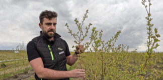 O dobre plonowanie i zaopatrzenie borówki w wapń, trzeba zadbać już w okresie kwitnienia!