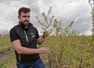 O dobre plonowanie i zaopatrzenie borówki w wapń, trzeba zadbać już w okresie kwitnienia!