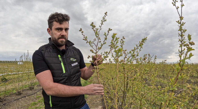 O dobre plonowanie i zaopatrzenie borówki w wapń, trzeba zadbać już w okresie kwitnienia!
