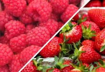 CENY TRUSKAWEK I MALIN – notowania z dn. 25.05.2023