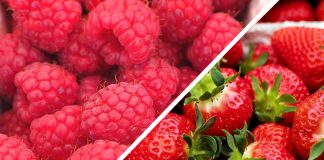 Ceny truskawek, malin i borówek w Niemczech w ostatnich dniach sierpnia