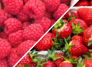 Ceny truskawek, malin i borówek w Niemczech w ostatnich dniach sierpnia