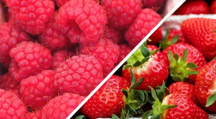 Ceny truskawek, malin i borówek w Niemczech w ostatnich dniach sierpnia