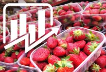 CENY TRUSKAWEK – notowania z dn. 23.05.2023