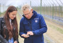 Maliny w gruncie. Jak utrzymać żyzność gleby przez wiele lat?