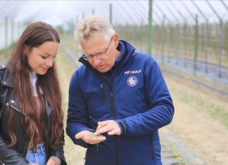 Maliny w gruncie. Jak utrzymać żyzność gleby przez wiele lat?