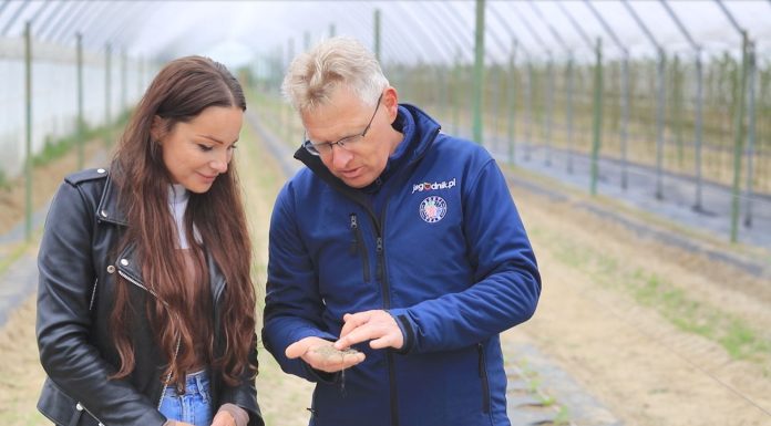 Maliny w gruncie. Jak utrzymać żyzność gleby przez wiele lat?
