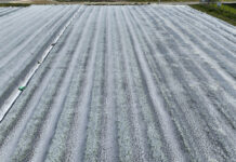 Ochrona truskawek przed przymrozkami – okrywanie agrowłókniną