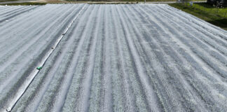 Ochrona truskawek przed przymrozkami – okrywanie agrowłókniną