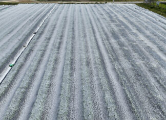 Ochrona truskawek przed przymrozkami – okrywanie agrowłókniną