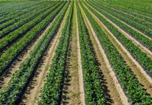 Nawożenie ma znaczenie. Co zrobić gdy mamy kilka odmian truskawek?