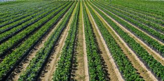 Nawożenie ma znaczenie. Co zrobić gdy mamy kilka odmian truskawek?