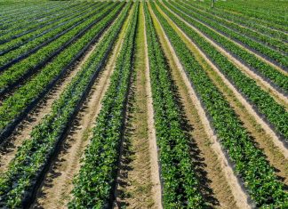 Nawożenie ma znaczenie. Co zrobić gdy mamy kilka odmian truskawek?