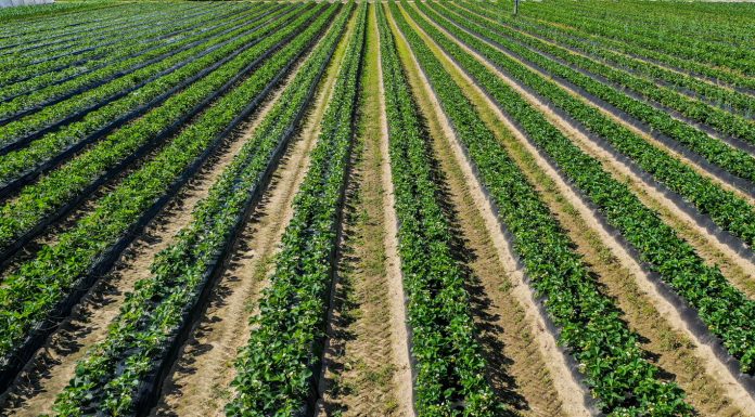 Nawożenie ma znaczenie. Co zrobić gdy mamy kilka odmian truskawek?