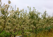 W okresie kwitnienia borówka wymaga dobrego nawożenia. Jak to zrobić?