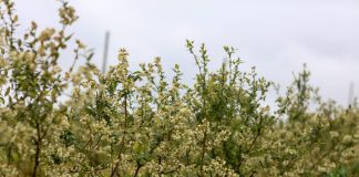 W okresie kwitnienia borówka wymaga dobrego nawożenia. Jak to zrobić?