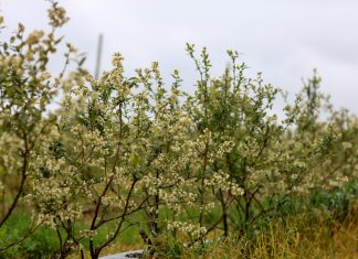 W okresie kwitnienia borówka wymaga dobrego nawożenia. Jak to zrobić?