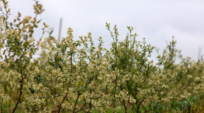 W okresie kwitnienia borówka wymaga dobrego nawożenia. Jak to zrobić?