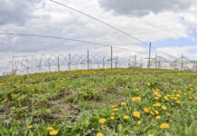 Produkcja malin bez pozostałości