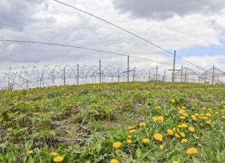 Produkcja malin bez pozostałości