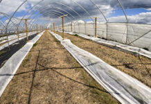 Kiedy zacząć chronić maliny?