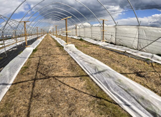 Kiedy zacząć chronić maliny?