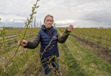 Nowy nawóz do borówek. Dlaczego warto go zastosować?