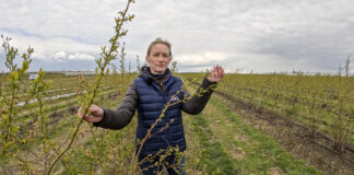 Nowy nawóz do borówek. Dlaczego warto go zastosować?