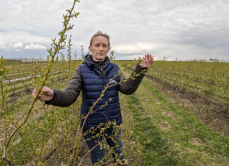 Nowy nawóz do borówek. Dlaczego warto go zastosować?