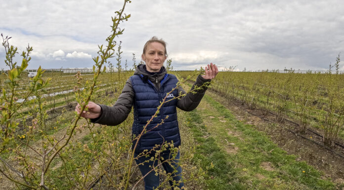 Nowy nawóz do borówek. Dlaczego warto go zastosować?