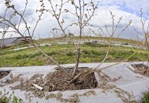 Sytuacja na plantacjach borówki 2023. Wiosna nie sprzyja