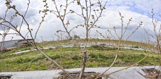 Sytuacja na plantacjach borówki 2023. Wiosna nie sprzyja