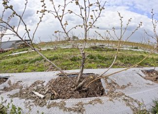 Sytuacja na plantacjach borówki 2023. Wiosna nie sprzyja