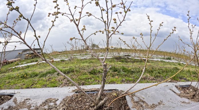 Sytuacja na plantacjach borówki 2023. Wiosna nie sprzyja