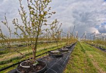 Równomierne podawanie wody jest niezwykle ważne