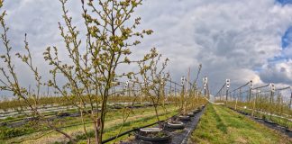 Równomierne podawanie wody jest niezwykle ważne