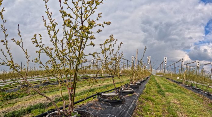 Równomierne podawanie wody jest niezwykle ważne