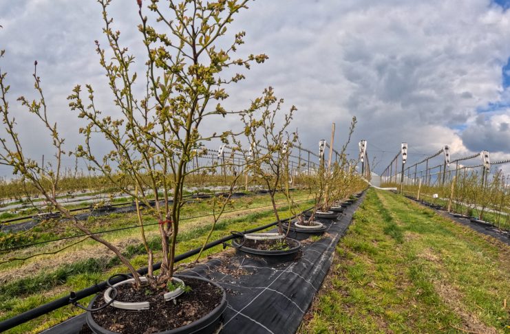 Równomierne podawanie wody jest niezwykle ważne