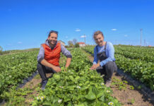 Truskawki kwitną, ale … są już poważne problemy!